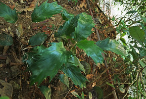 Arenga hookeriana, a small form on earth slope in forest understory habitat, Elephant Springs, Hue, Vietnam