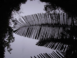 Arenga sp., leaf undersurface, Bewah Cave, Tasik Kenyir, Malaysia