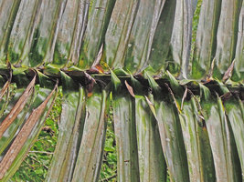 Arenga sp., overlapping leaflets basal lobes, Bewah Cave, Tasik Kenyir, Malaysia