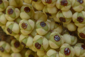 Arenga (syn. Wallichia) marianniae, close up of female flowers, Kanchanaburi, Thailand