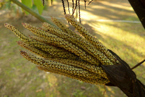 Arenga (syn. Wallichia) marianniae, female spadices and flowers, Kanchanaburi, Thailand