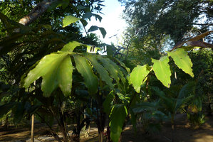 Arenga (syn. Wallichia) marianniae, leaves and leaflets, Kanchanaburi, Thailand