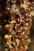 Arenga (syn. Wallichia) marianniae, male flowers with tepals and stamens, Kanchanaburi, Thailand