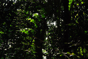 Arenga undulatifolia, leaflets detail, Ulu Temburong, Brunei, Borneo