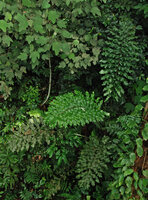 Arenga undulatifolia, Poring, Kinabalu NP, Sabah, Borneo