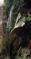 Arenga westerhoutii,  Bewah Cave, Tasik Kenyir, Malaysia