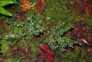 Argostemma gracile, a miniature anisophyllous and plagiotropic species similar to many Elatostema but with six foliar elements at each node, a foliage leaf, a reduced opposite leaf and four persistent stipules, Padawan, Penrissen Range, Sarawak, Borneo