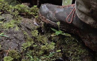Argostemma bryophilum, a small erect species on a mossy rock, Manusela NP, 1000 m asl, Seram, Moluccas