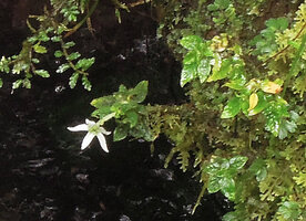 Argostemma bryophilum flowering on mossy rock, 2000 m asl, Mount Hagen, Papua New Guinea