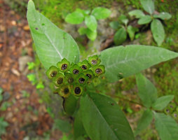 Argostemma neurosepalum,  persistant green rigid calyx creating an upwards orientated cup allowing rain splash dispersal of the tiny seeds through capsular slits, Krabi, Thailand