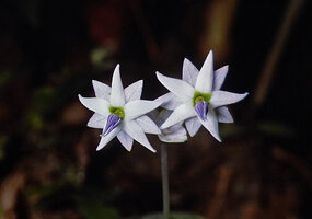 Argostemma diversifolium, Khao Sok NP, Thailand 