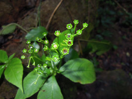 Argostemma diversifolium,  maturing fruits with persistant green rigid calyx creating an upwards orientated cup allowing rain splash dispersal of the tiny seeds, Khao Sok NP, Thailand