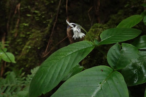 Argostemma diversifolium, population of two leaved individuals on vertical limestone shaded rock, Khao Sok NP, Thailand
