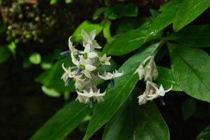 Argostemma diversifolium with characteristic blue anthers, Si Phangnga NP, Thailand