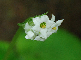 Argostemma ebracteolatum, five lobed bell shaped flowers at anthesis, Phou Hin Poun, Khammouane, Laos