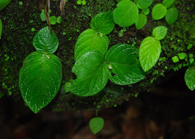 Argostemma ebracteolatum, two leaved individuals with young developping inflorescences, faint white streaks on the anisophyllous blades, on limestone mossy rock, Phou Hin Poun, Khammouane, Laos