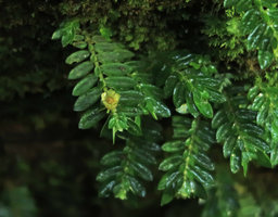Argostemma gracile, anisophyllous plagiotropic stems and erect proportionnally huge fleshy capsule, Mt Kinabalu, Sabah, Borneo