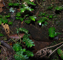 Argostemma gracile flowering on a permanently wet seeping vertical rock face, Kinabalu NP, 1600 m asl, Sabah, Borneo