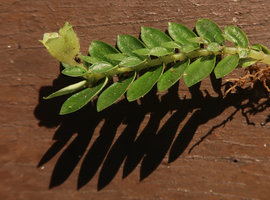 Argostemma gracile, Mt Kinabalu, Sabah, Borneo