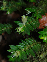 Argostemma gracile, one erect mature capsule and two younger horizontal maturing capsules, Kinabalu NP, 1600 m asl, Sabah, Borneo