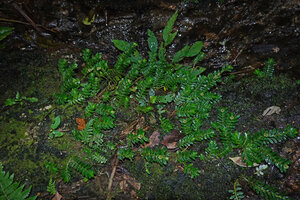 Argostemma gracile, tiny leafy stems covering a permanently wet mossy rock just above a forest stream, Kinabalu NP, 1600 m asl, Sabah, Borneo