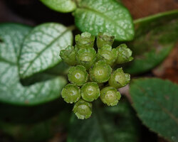 Argostemma hameliifolium, erect cup splash fleshy maturing capsules, Kinabalu NP, 1600 m asl, Sabah, Borneo