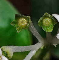 Argostemma hameliifolium, maturing capsules with spreading green sepals, Deramakot FR, Sabah, Borneo