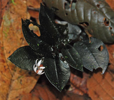Argostemma hookeri, blackish leaved form and flowers, Selangor, Malaysia