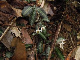 Argostemma hookeri, flowering individuals, Fraser&#039;s Hill, Malaysia