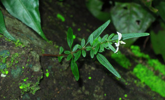 Argostemma lobbii exhibiting strong anisophylly and pseudo whorls of of six leaf elements, one big leaf, one small opposite and two stipules, each divided to the base in two parts, Khao Yai NP, Thailand