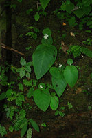 Argostemma neurocalyx, Khao Phra Thaeo NP, Phuket, Thailand