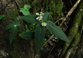 Argostemma neurosepalum, flowering individual with pseudo-verticillate leaves, Phang Nga, Thailand