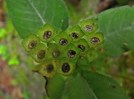 Argostemma neurosepalum ,  persistant green calyx creating an upwards orientated cup allowing rain splash dispersal of the tiny seeds through capsular slits, Krabi, Thailand