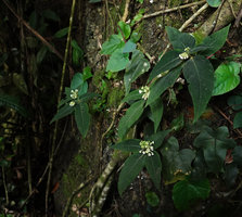 Argostemma neurosepalum, population on vertical limestone rock, Phang Nga, Thailand