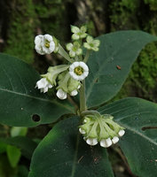 Argostemma neurosepalum, pubescent flower peduncles, four-merous bell shaped corolla and free stamens, Phang Nga, Thailand