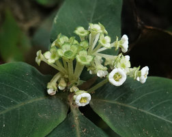 Argostemma neurosepalum, pubescent flower peduncles, green tipped calyx lobes, four-merous bell shaped corolla and free stamens, Phang Nga, Thailand