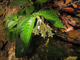 Argostemma parvifolium var. involucratum, Fraser&#039;s Hill, Malaysia