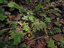 Argostemma parvifolium var. involucratum, long transparent hairs probably acting like optic fibers and increasing chlorophyll concentration, Fraser&#039;s Hill, Malaysia