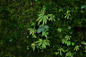 Argostemma parvum and Argostemma neurocalyx on mossy rock, Chanthaburi, Thailand
