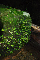Argostemma parvum, dense population on mossy rock, Chanthaburi, Thailand