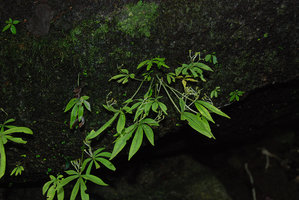 Argostemma parvum, numerous stems issued from a single tuberous base appressed to the mossy rock surface, Chanthaburi, Thailand