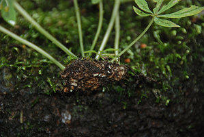 Argostemma parvum, tuberous base appressed to the mossy rock surface producing numerous seasonal stems during the monsoon season, Chanthaburi, Thailand