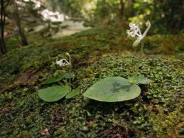 Argostemma pictum on a mossy rock, Taman Negara, Malaysia