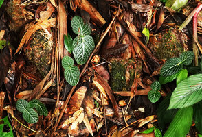 Argostemma neurocalyx, population of silver striped leaves of slightly anisophyllous individuals, Khao Lampi, Hat Thai Mueang NP, Phang Nga,Thailand