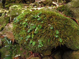 Argostemma pictum population on a mossy rock, Taman Negara, Malaysia