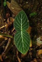Argostemma neurocalyx, silver striped leaves of an almost isophyllous individual, Khao Lampi, Hat Thai Mueang NP, Phang Nga,Thailand
