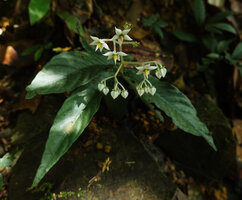 Argostemma propinquum, flowering individual, Phang Nga, Thailand