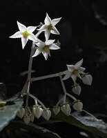 Argostemma propinquum, flowers at anthesis and flower buds, Phang Nga, Thailand