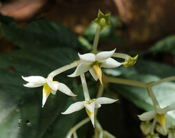 Argostemma propinquum, part of inflorescence, Phang Nga, Thailand