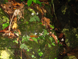 Argostemma pulchellum, flowering population on mossy rock, Koh Chang, Thailand